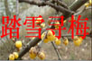 ̤ѩѰ÷flashĶ裩